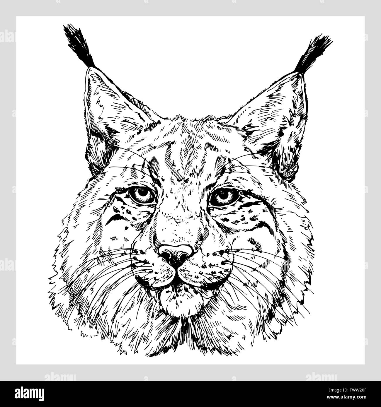 Hand drawn sketch style portrait of lynx isolated on white background vector illustration stock vector image art