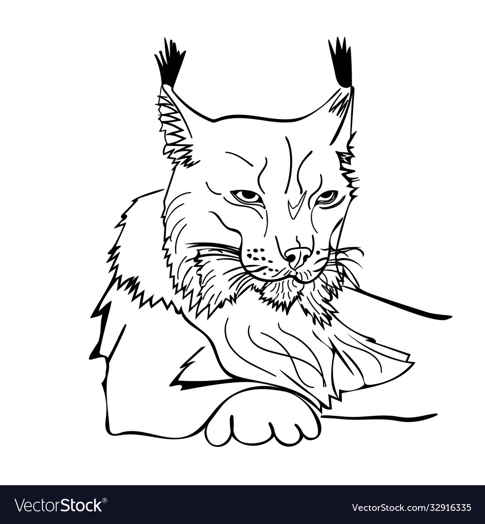 Sketch style portrait lynx isolated on white vector image