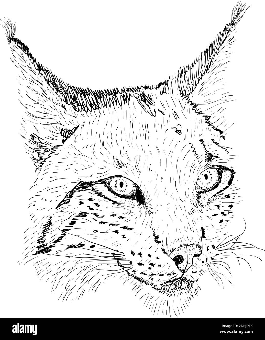 Sketch silhouette sketch lynx face on white background illustration stock vector image art