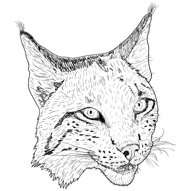 Premium vector sketch silhouette sketch lynx face on white background illustration