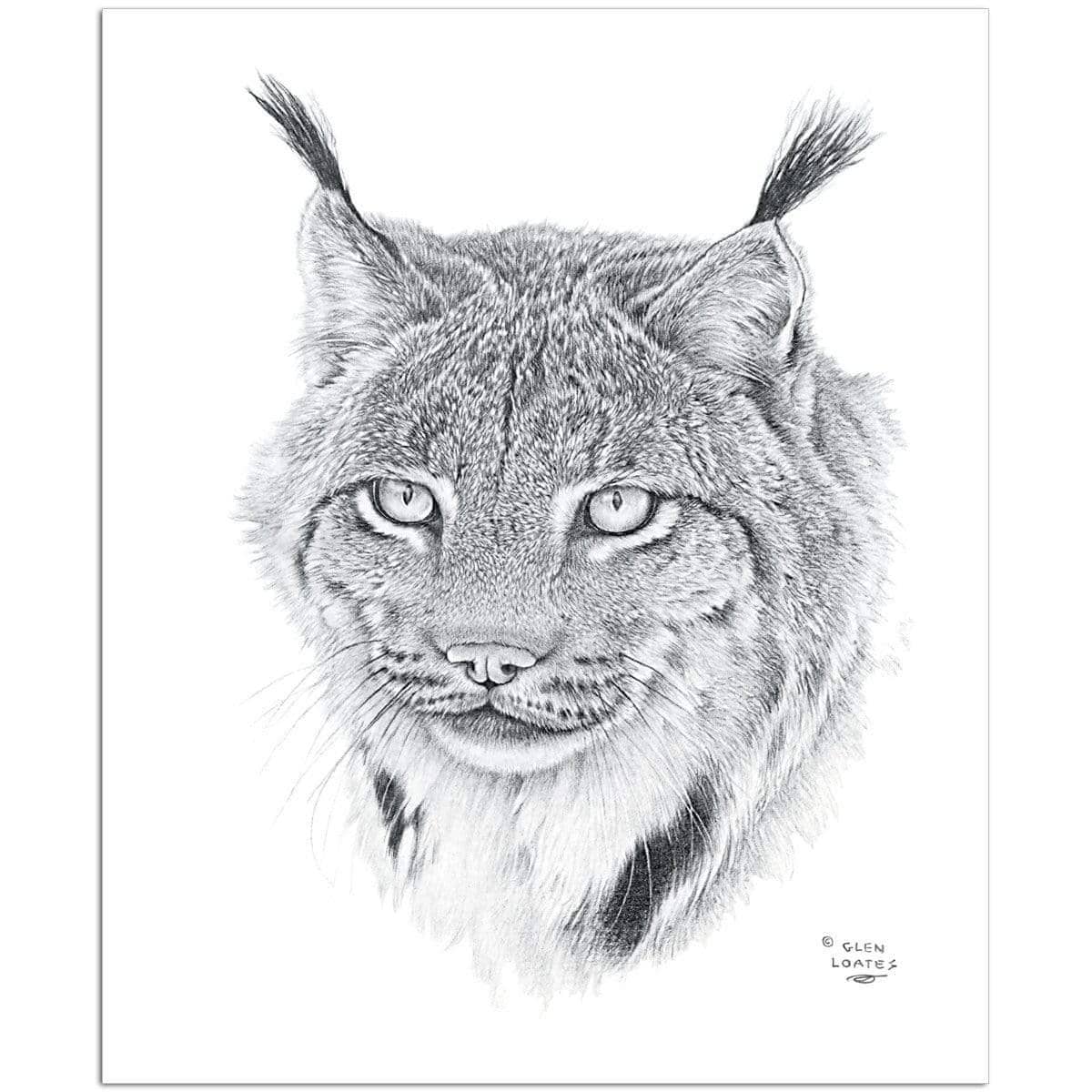 Canada lynx portrait