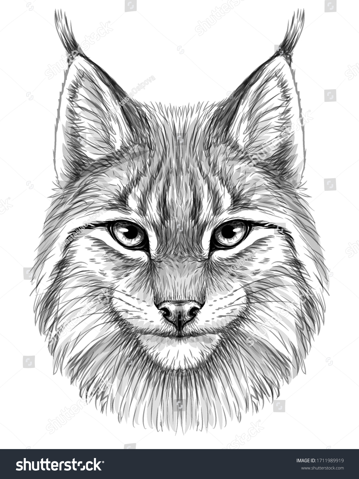 Lynx sketch drawn graphic portrait lynx stock vector royalty free