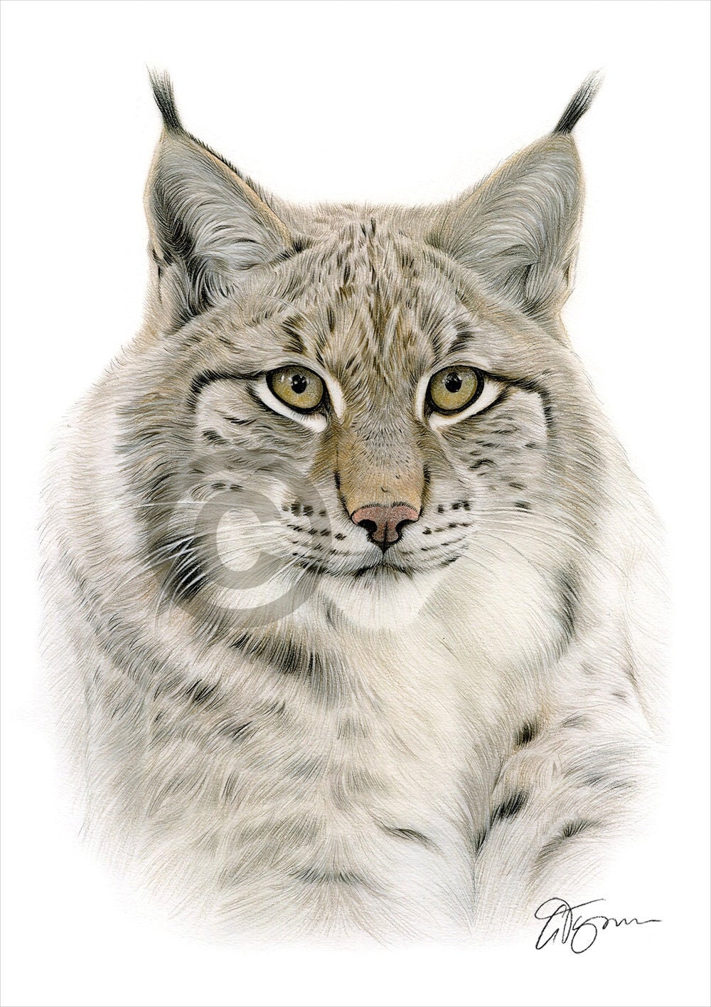 Lynx color pencil drawing print big cat art artwork signed by artist gary tymon sizes prints pencil portrait