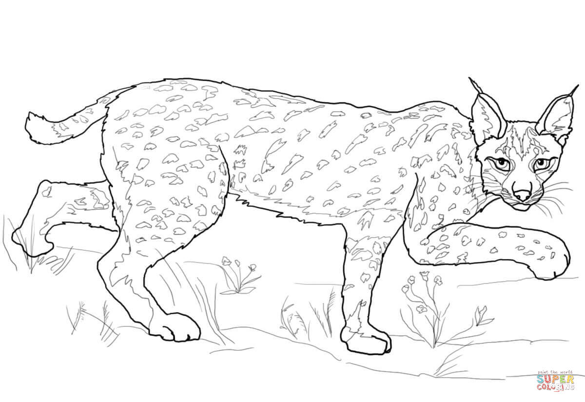 Iberian lynx coloring page free printable coloring pages