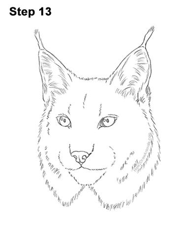 How to draw a lynx head detail video step