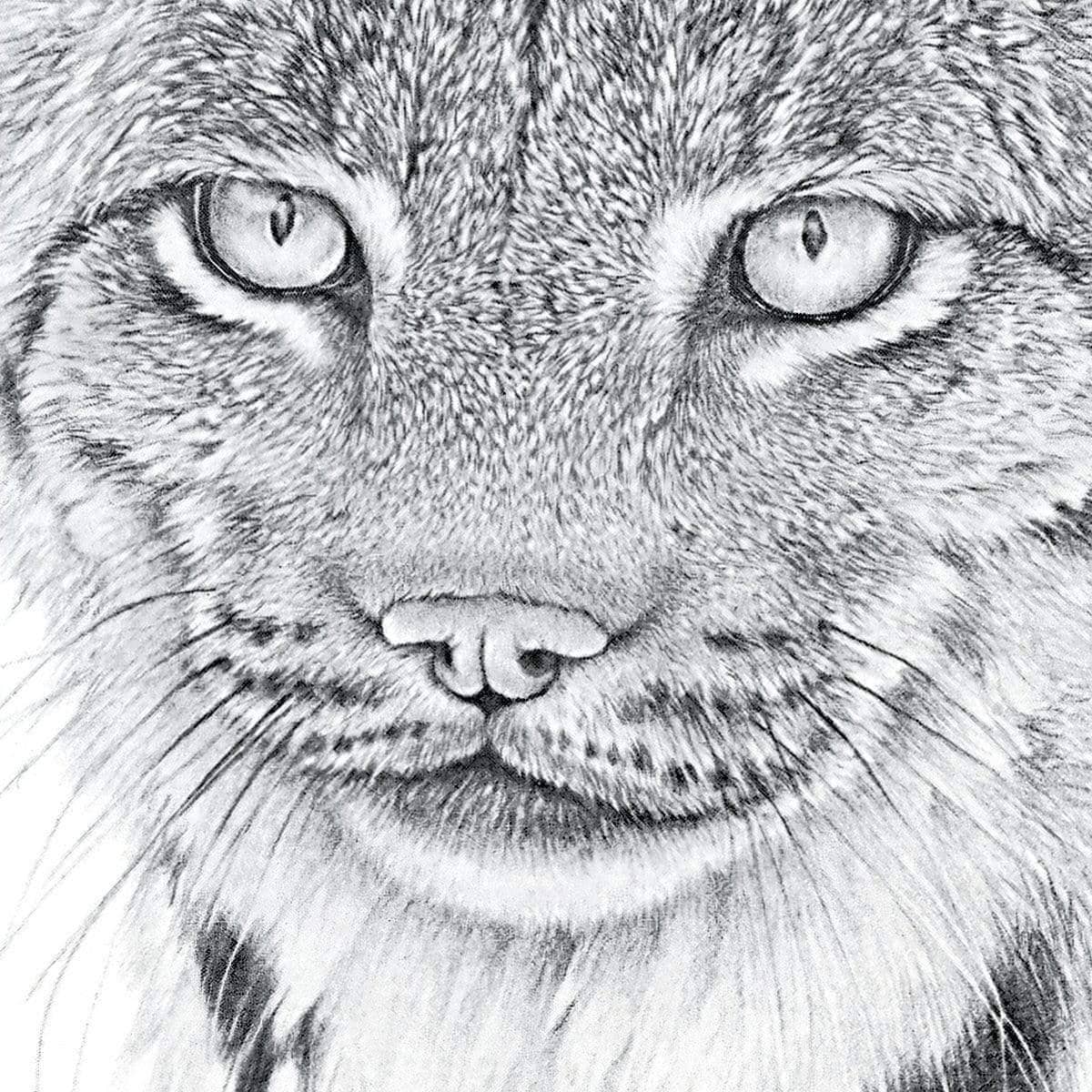 Canada lynx portrait