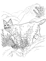 Forest animals coloring pages and printable activities