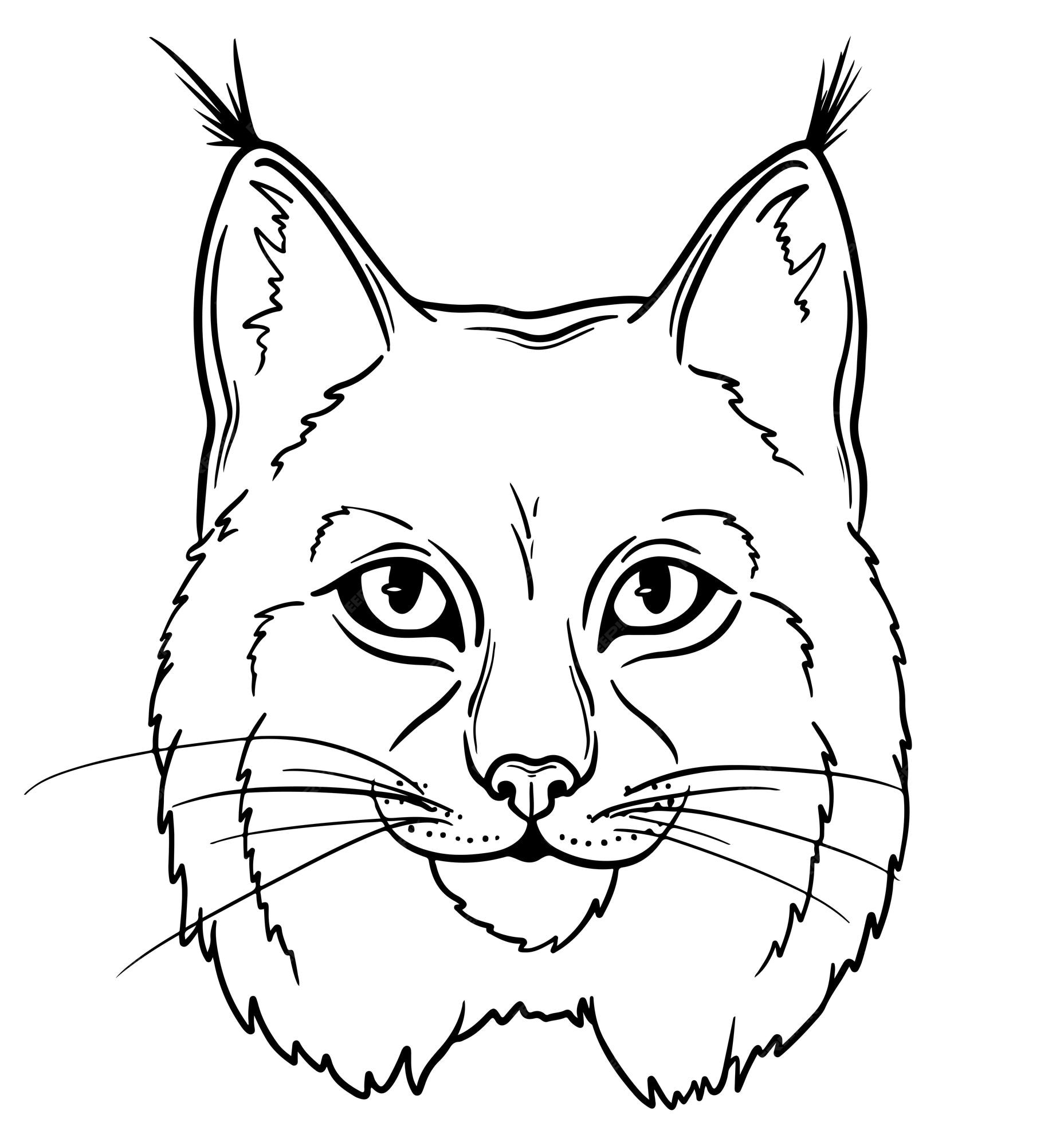 Premium vector hand drawn lynx wild cat face line art illustration