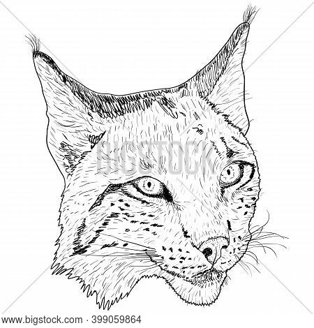 Sketch silhouette vector photo free trial bigstock