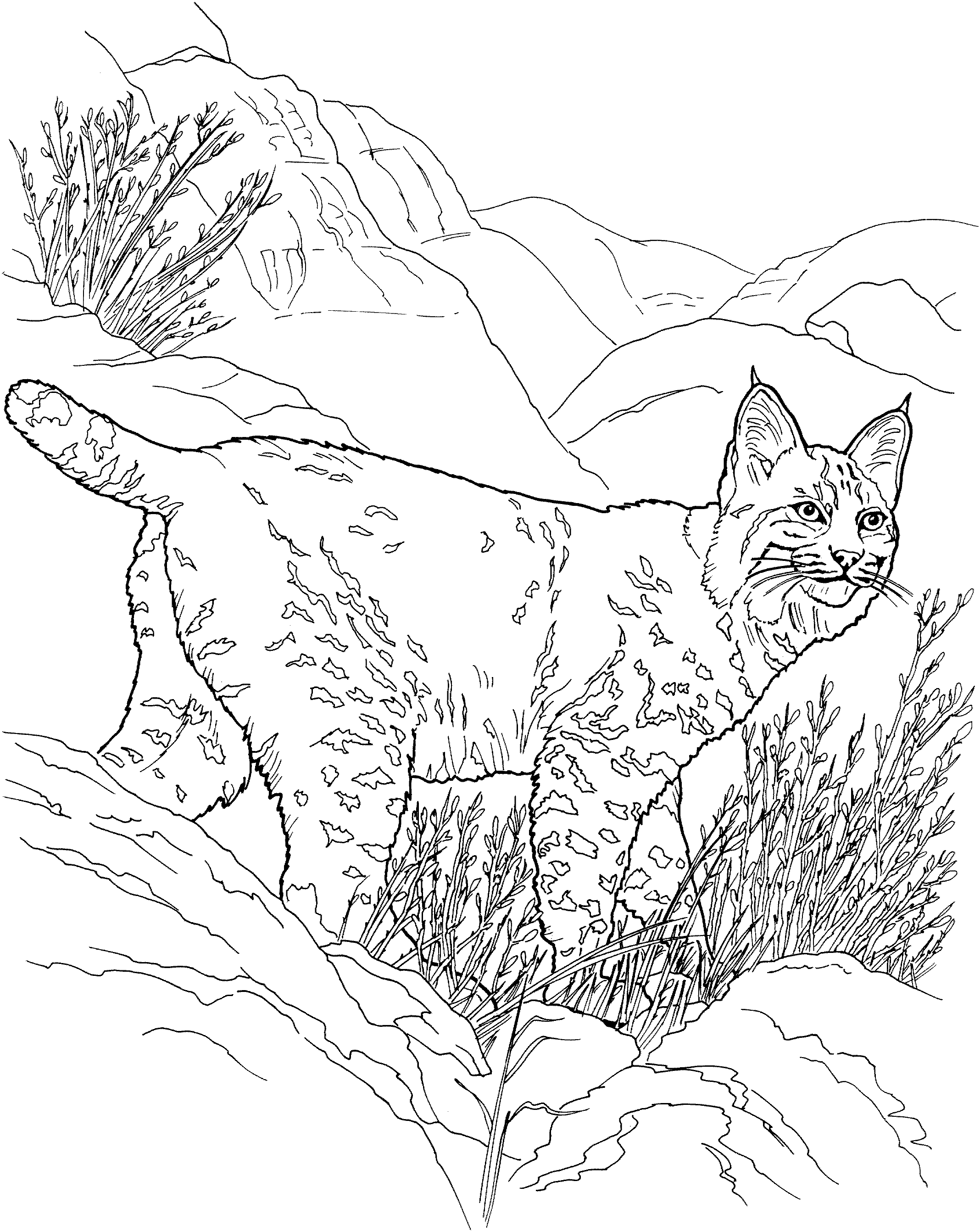 Big cat coloring pages