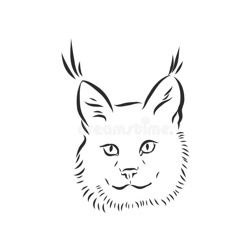 Coloring book lynx stock illustrations â coloring book lynx stock illustrations vectors clipart