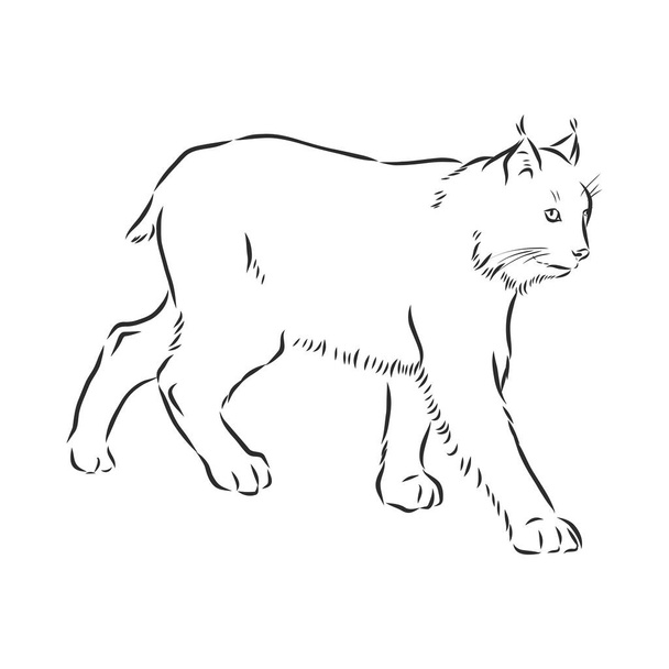 Lynx free stock vectors