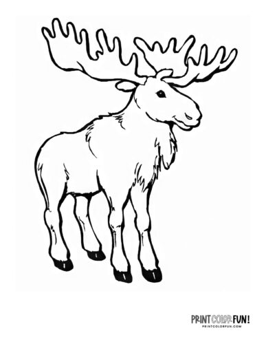 Moose coloring pages clipart drawings at