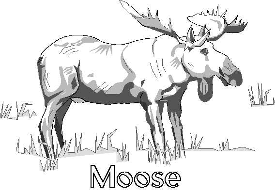 Moose coloring page