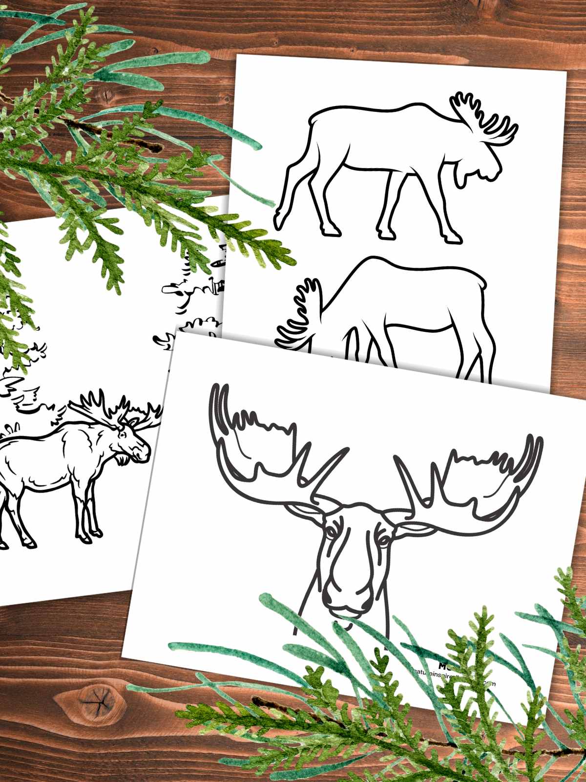 Moose coloring pages