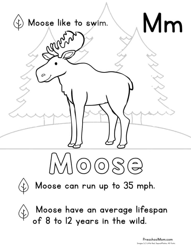 Forest animal coloring pages
