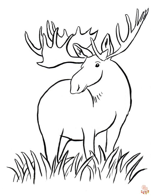 Moose coloring pages