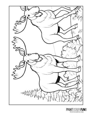 Moose coloring pages clipart drawings at