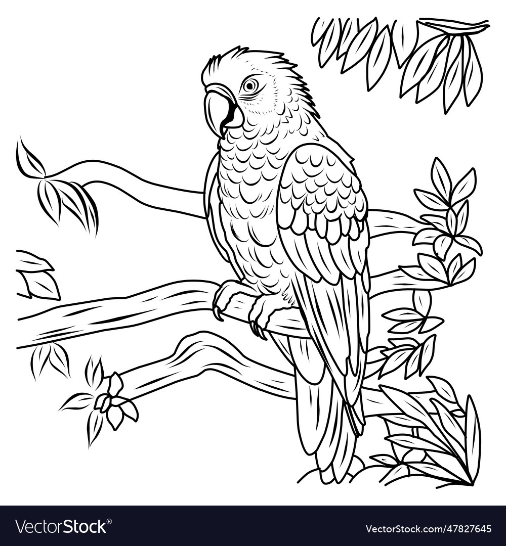 Parrot macaw coloring page bird exotic royalty free vector