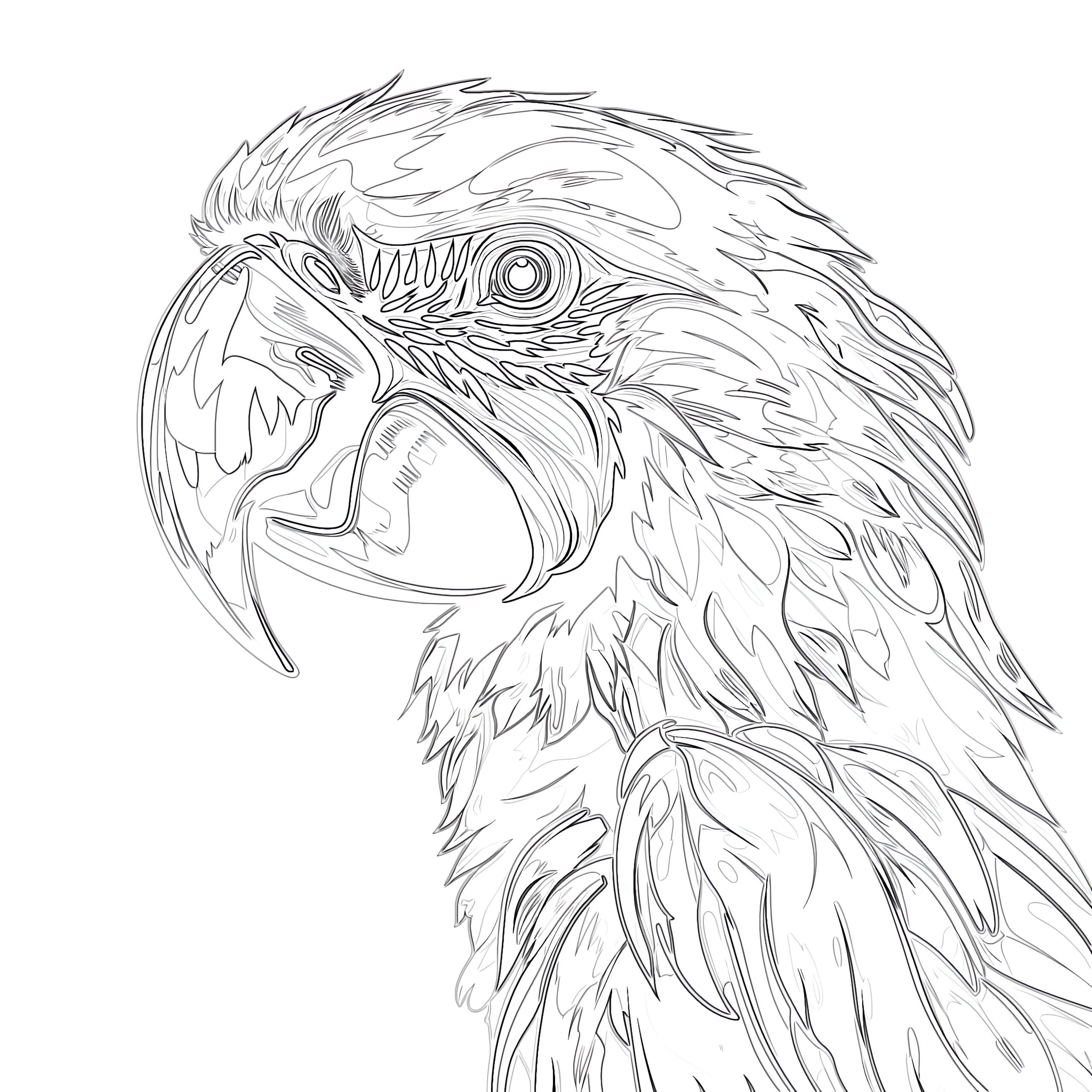 Macaw coloring page coloring pages mimi panda