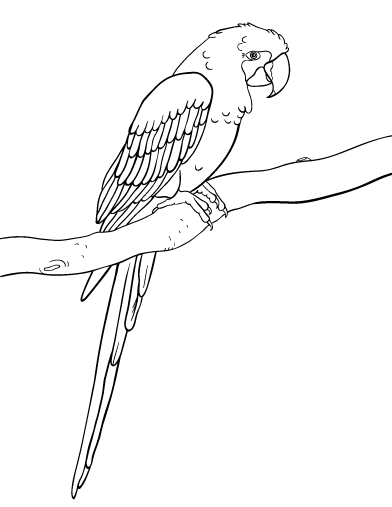 Free macaw coloring page