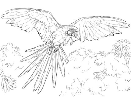 Realistic macaw coloring