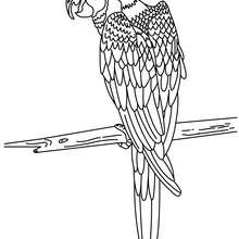 Macaw coloring pages
