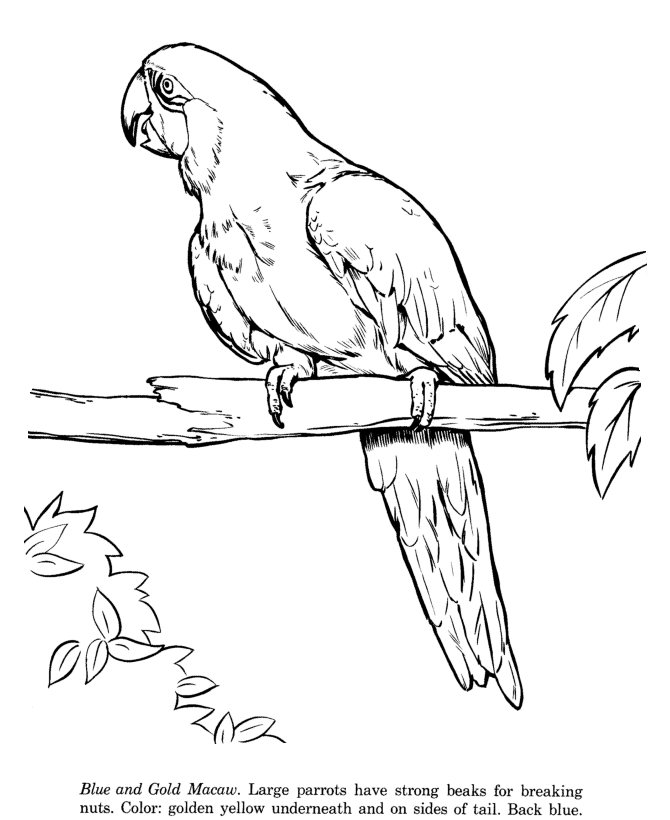 Animal drawings coloring pages macaw bird identification drawing and coloring pages
