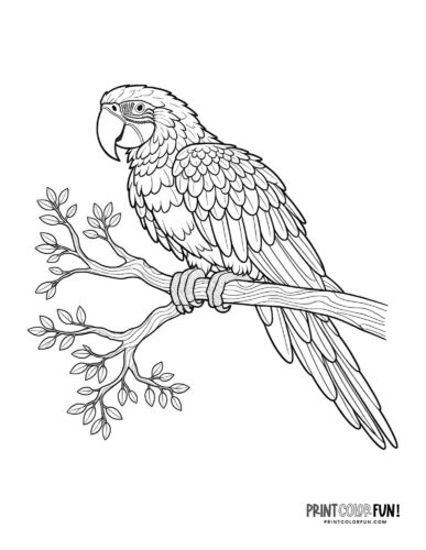 Parrot coloring pages at