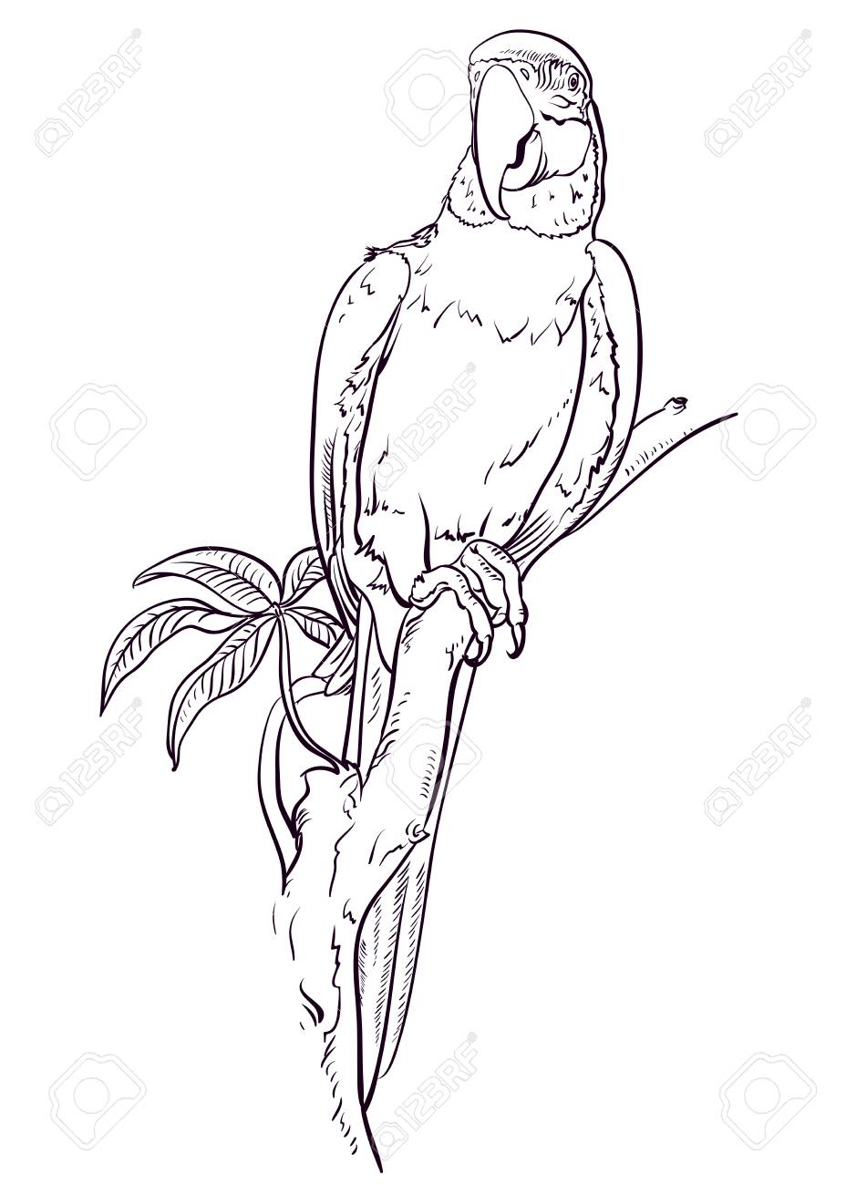 Parrot macaw sits on the branch coloring pages bird royalty free svg cliparts vectors and stock illustration image