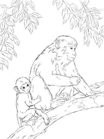 Dibujo de madre macaco rhesus con crãa para colorear dibujos para colorear imprimir gratis
