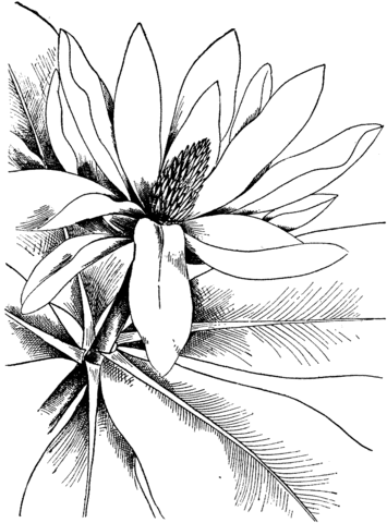 Magnolia coloring page free printable coloring pages flower coloring pages detailed coloring pages coloring pages