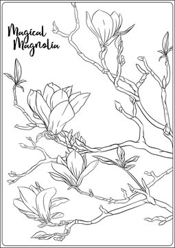 Magnolia tree branch with flowers coloring page for the adult coloring book outline hand drawing vector illustration vector