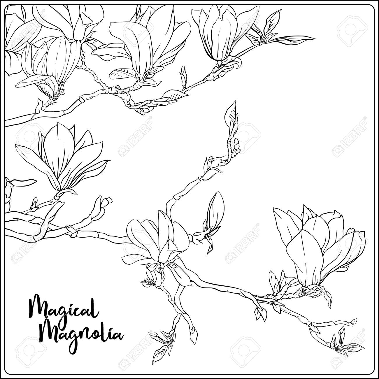 Magnolia tree branch with flowers coloring page for the adult coloring book outline hand drawing vector illustration royalty free svg cliparts vectors and stock illustration image