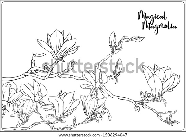 Magnolia tree branch flowers coloring page stock vector royalty free