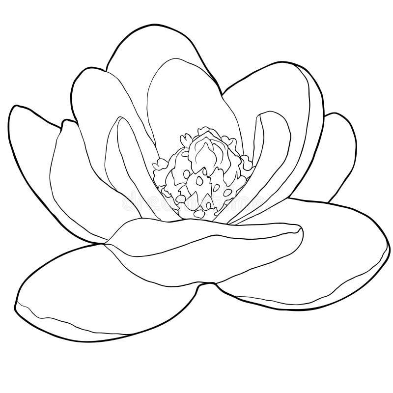 Coloring magnolia stock illustrations â coloring magnolia stock illustrations vectors clipart
