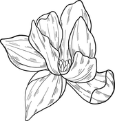 Magnolia coloring pages free coloring pages