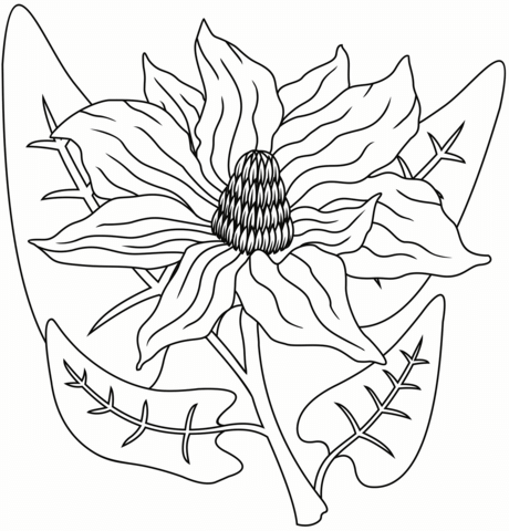 Magnolia coloring page free printable coloring pages