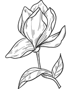 Magnolia coloring pages free coloring pages