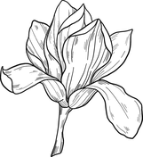 Magnolia coloring pages free coloring pages