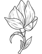Magnolia coloring pages free coloring pages