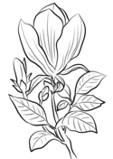 Magnolia coloring pages free coloring pages