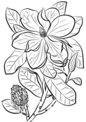 Magnolia coloring pages free coloring pages