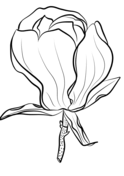 Magnolia coloring pages free coloring pages