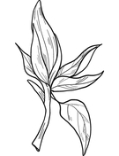 Magnolia coloring pages free coloring pages