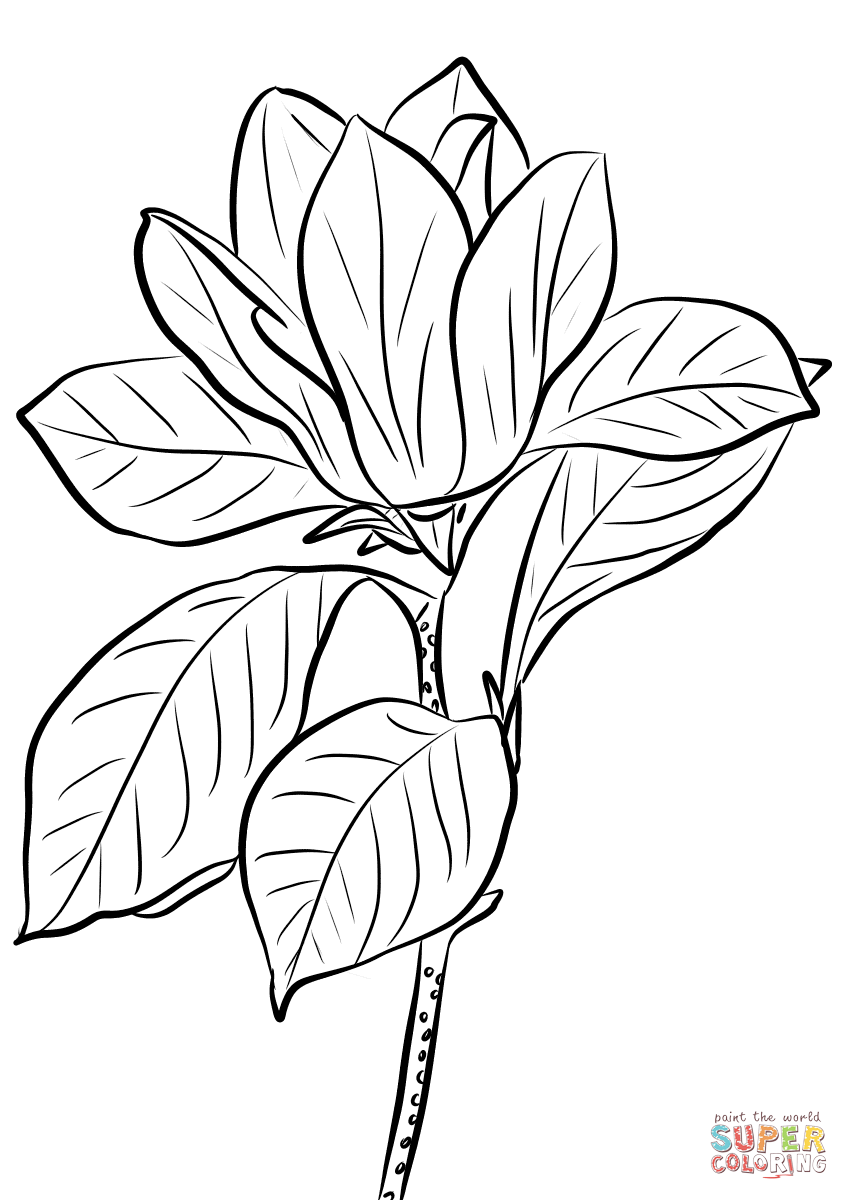 Magnolia coloring pages