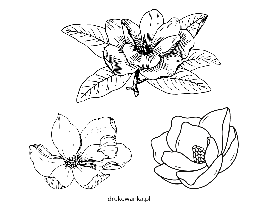 Printable and online magnolia flowers coloring book