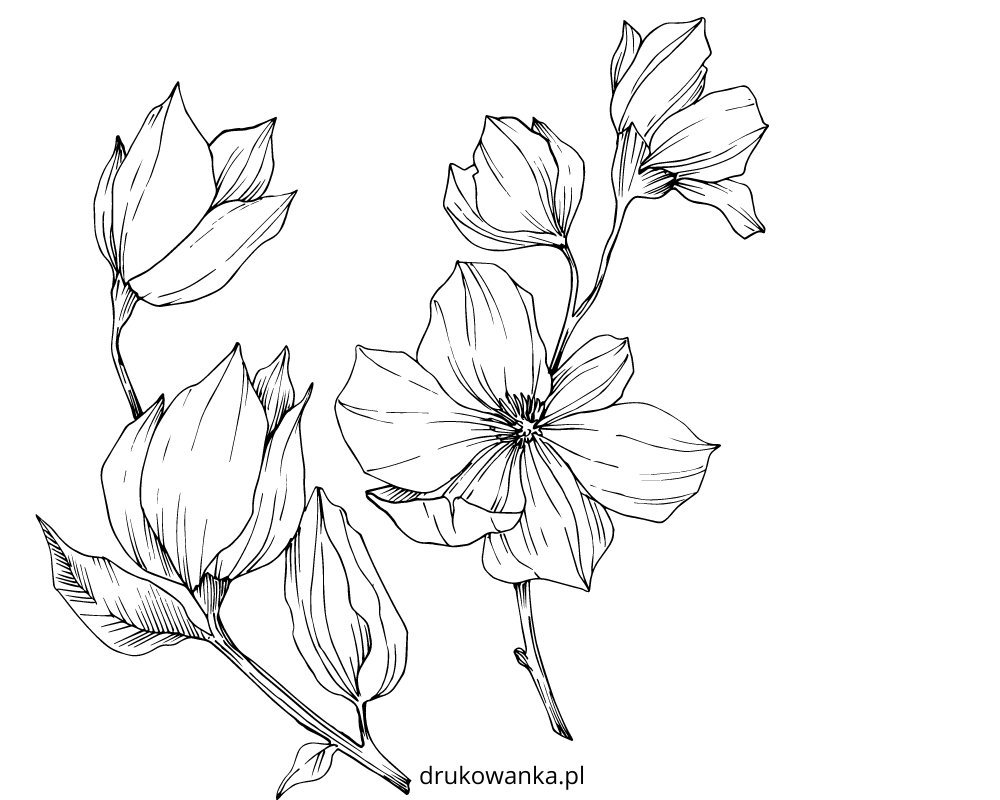 Magnolias coloring book drawing to print and online
