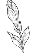 Magnolia coloring pages free coloring pages