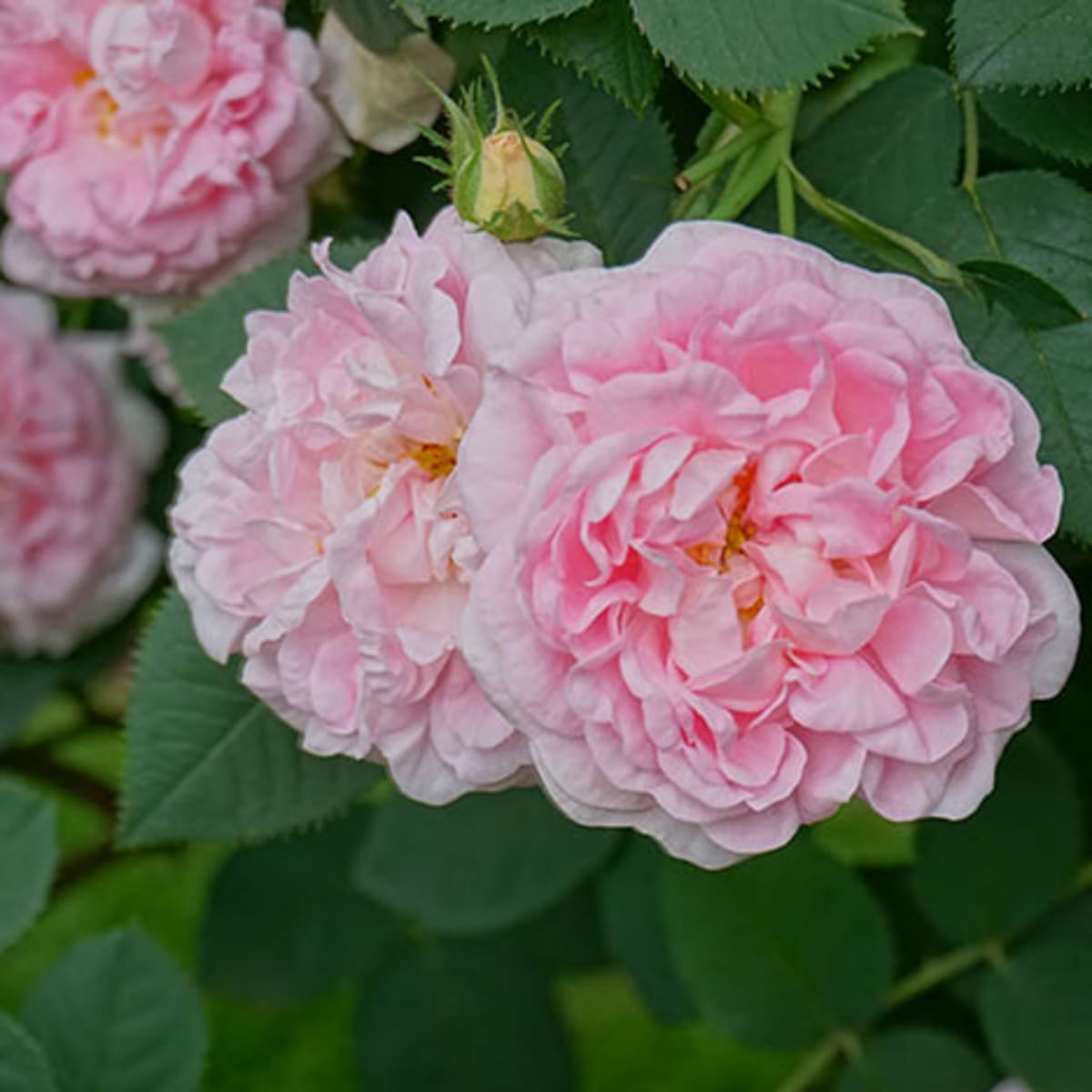 An experts thoughts on growing roses today